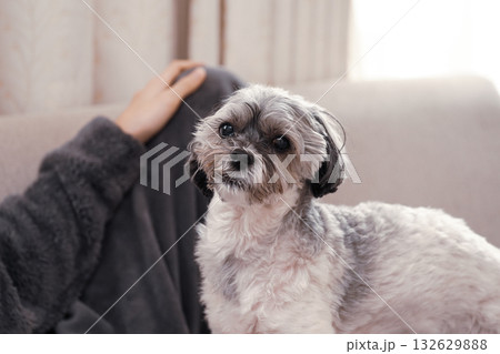 気持ち良さそうに撫でられる犬 気持ち良さそうに撫でられる犬 132629888