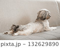 伸びをする犬 132629890