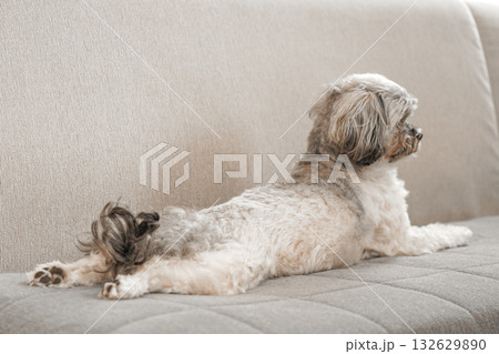 伸びをする犬 伸びをする犬 132629890