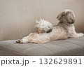 伸びをする犬 132629891