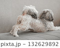 伸びをする犬 132629892