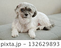 こちらを見つめる犬 132629893