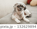 こちらを見つめる犬 132629894