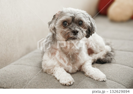 こちらを見つめる犬 132629894
