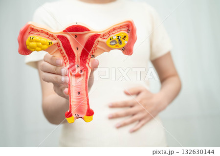 Uterus, Asian woman holding human anatomy model. Uterus, Asian woman holding human anatomy model. 132630144