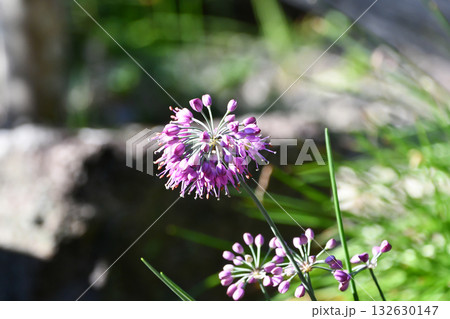 ヤマラッキョウ Thunberg's chive ヤマラッキョウ Thunberg's chive 132630147