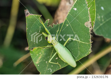 ハラビロカマキリ ハラビロカマキリ 132630176