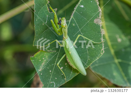 ハラビロカマキリ 132630177