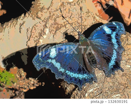 ルリタテハとその影（afr20251027081317） 132630191