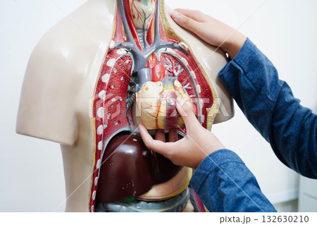 Asian student learning with human body model in anatomy biology in classroom at high school. 132630210
