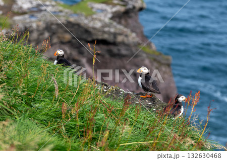 Beautiful puffin perched on coastal cliffs of the Faroe Islands during summer breeding season. Beautiful puffin perched on coastal cliffs of the Faroe Islands during summer breeding season. 132630468