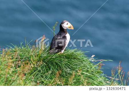 Beautiful puffin perched on coastal cliffs of the Faroe Islands during summer breeding season. Beautiful puffin perched on coastal cliffs of the Faroe Islands during summer breeding season. 132630471