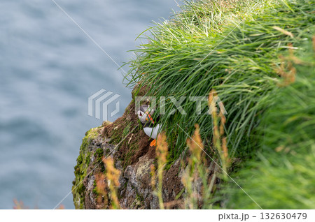 Beautiful puffin perched on coastal cliffs of the Faroe Islands during summer breeding season. Beautiful puffin perched on coastal cliffs of the Faroe Islands during summer breeding season. 132630479