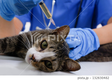 Cat getting injections vaccine by veterinarian at vet clinic. Cat getting injections vaccine by veterinarian at vet clinic. 132630482