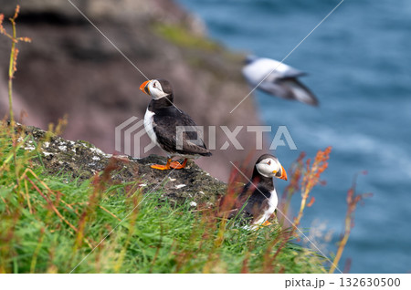 Beautiful puffin perched on coastal cliffs of the Faroe Islands during summer breeding season. 132630500