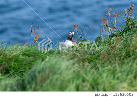 Beautiful puffin perched on coastal cliffs of the Faroe Islands during summer breeding season. 132630502
