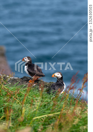 Beautiful puffin perched on coastal cliffs of the Faroe Islands during summer breeding season. 132630503