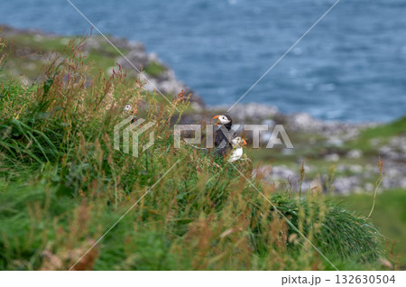 Beautiful puffin perched on coastal cliffs of the Faroe Islands during summer breeding season. Beautiful puffin perched on coastal cliffs of the Faroe Islands during summer breeding season. 132630504