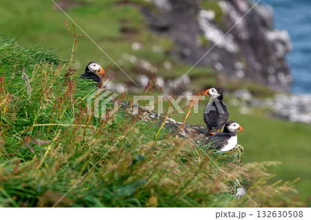Beautiful puffin perched on coastal cliffs of the Faroe Islands during summer breeding season. Beautiful puffin perched on coastal cliffs of the Faroe Islands during summer breeding season. 132630508