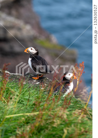 Beautiful puffin perched on coastal cliffs of the Faroe Islands during summer breeding season. Beautiful puffin perched on coastal cliffs of the Faroe Islands during summer breeding season. 132630527