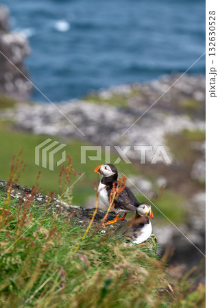 Beautiful puffin perched on coastal cliffs of the Faroe Islands during summer breeding season. Beautiful puffin perched on coastal cliffs of the Faroe Islands during summer breeding season. 132630528