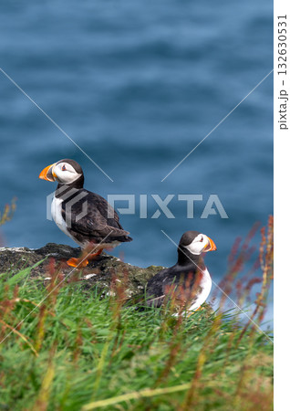 Beautiful puffin perched on coastal cliffs of the Faroe Islands during summer breeding season. 132630531