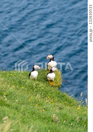 Beautiful puffin perched on coastal cliffs of the Faroe Islands during summer breeding season. Beautiful puffin perched on coastal cliffs of the Faroe Islands during summer breeding season. 132630533