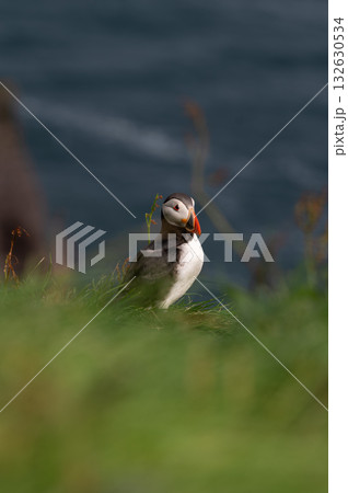 Beautiful puffin perched on coastal cliffs of the Faroe Islands during summer breeding season. 132630534