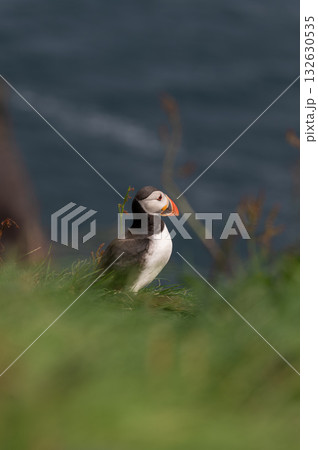 Beautiful puffin perched on coastal cliffs of the Faroe Islands during summer breeding season. Beautiful puffin perched on coastal cliffs of the Faroe Islands during summer breeding season. 132630535