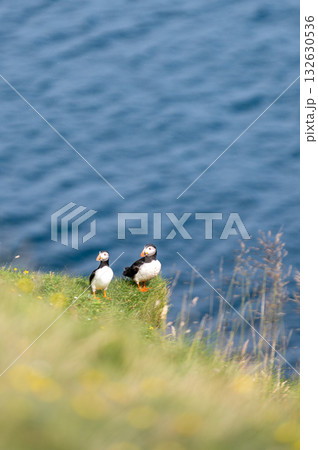 Beautiful puffin perched on coastal cliffs of the Faroe Islands during summer breeding season. 132630536