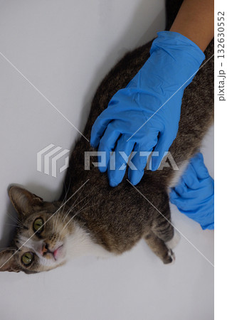 The veterinarian doctor treating, checking on an ill cat at vet clinic 132630552