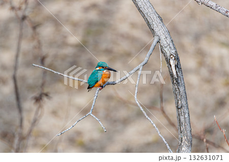 枝にとまるカワセミ 枝にとまるカワセミ 132631071