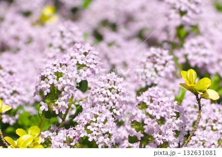 ピンク色のタイムの花畑 132631081