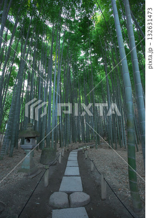 緑鮮やかな鎌倉・報国寺の竹林 132631473