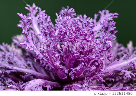 Majestic Ornamental Cabbage with Purple and Green on a Dark Backdrop 132631486