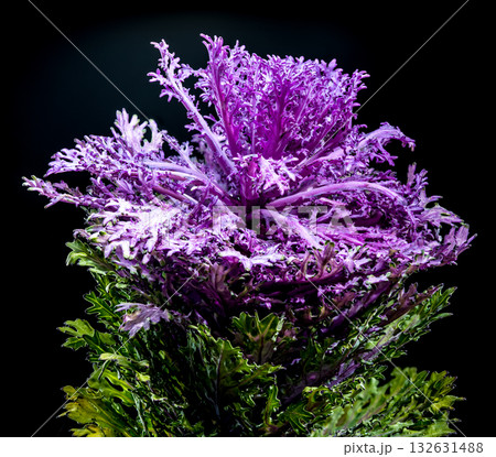 Dramatic Ornamental Cabbage with Vivid Purple and Green on Black Dramatic Ornamental Cabbage with Vivid Purple and Green on Black 132631488