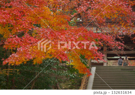 北鎌倉の色鮮やかな紅葉・もみじ 自然風景 北鎌倉の色鮮やかな紅葉・もみじ 自然風景 132631634