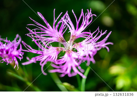 北岳の草スベリ登山道に群生するタカネナデシコ 南アルプスの北岳登山 北岳の草スベリ登山道に群生するタカネナデシコ 南アルプスの北岳登山 132631836