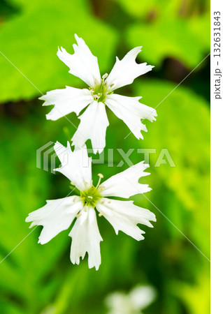 南アルプスの大門沢の登山道に群生するセンジュガンピ 白峰三山の間ノ岳と農鳥岳登山 南アルプスの大門沢の登山道に群生するセンジュガンピ 白峰三山の間ノ岳と農鳥岳登山 132631843