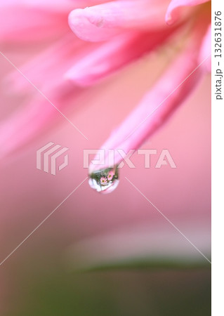 日本のダリア 132631876