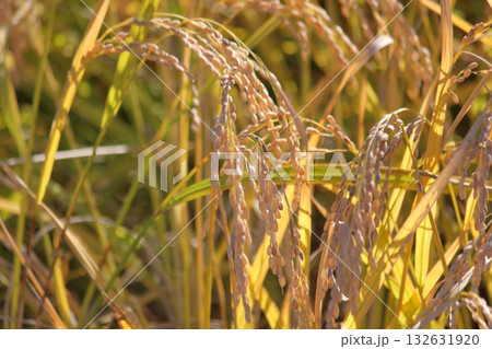 黄金色に実った稲穂 132631920