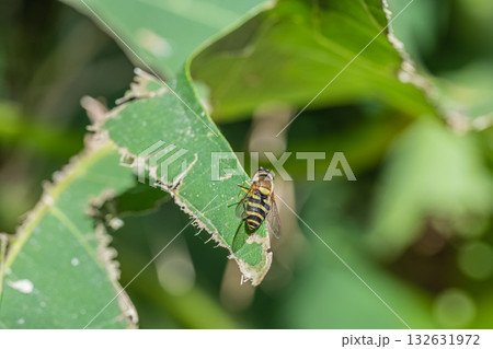 マガイヒラタアブ(メス) マガイヒラタアブ(メス) 132631972
