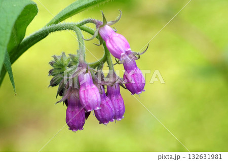 薄紫のヒレハリソウの花 薄紫のヒレハリソウの花 132631981