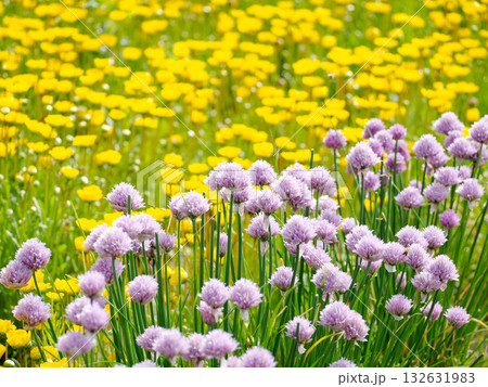 薄紫のチャイブと黄色の花 132631983