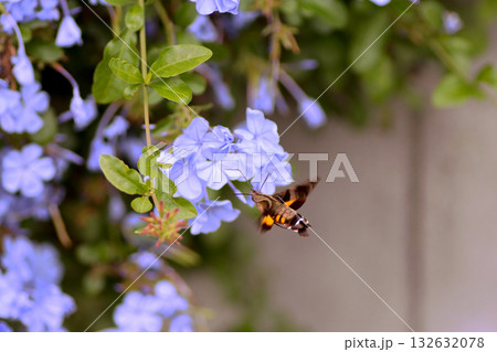 ルリマツリの花蜜を吸うホシホウジャク ルリマツリの花蜜を吸うホシホウジャク 132632078