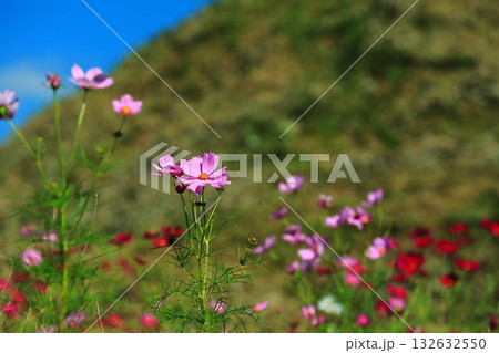 風に揺れるコスモス 132632550