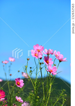 風に揺れるコスモス 132632563