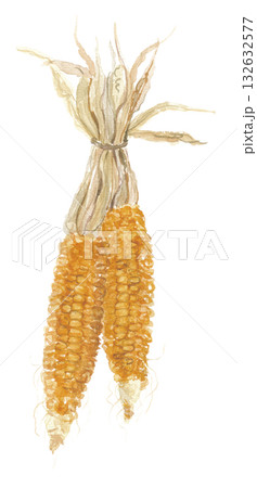 水彩で描いた乾燥トウモロコシ 132632577