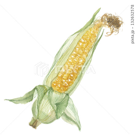 水彩で描いたトウモロコシ 132632578