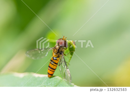 草の葉にとまるホソヒラタアブ（オス） 132632583